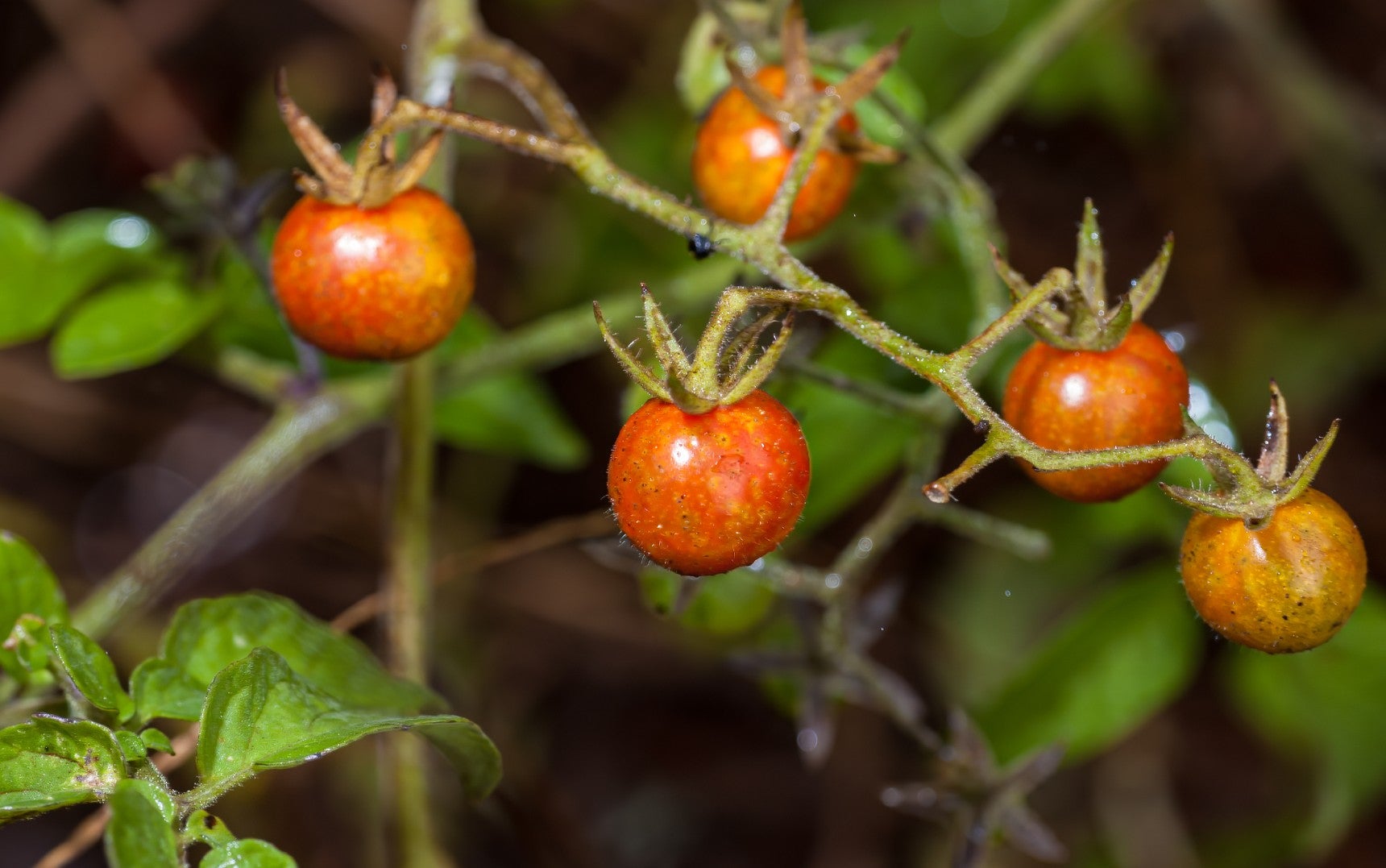 Галапагоски домат